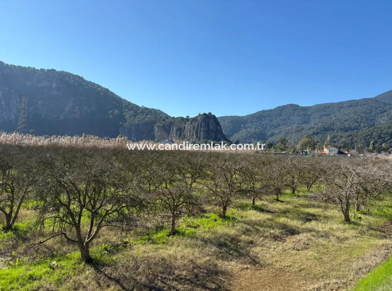 5985M2 5% Zoniertes Land Zum Verkauf In Dalyan Als Weinberggarten