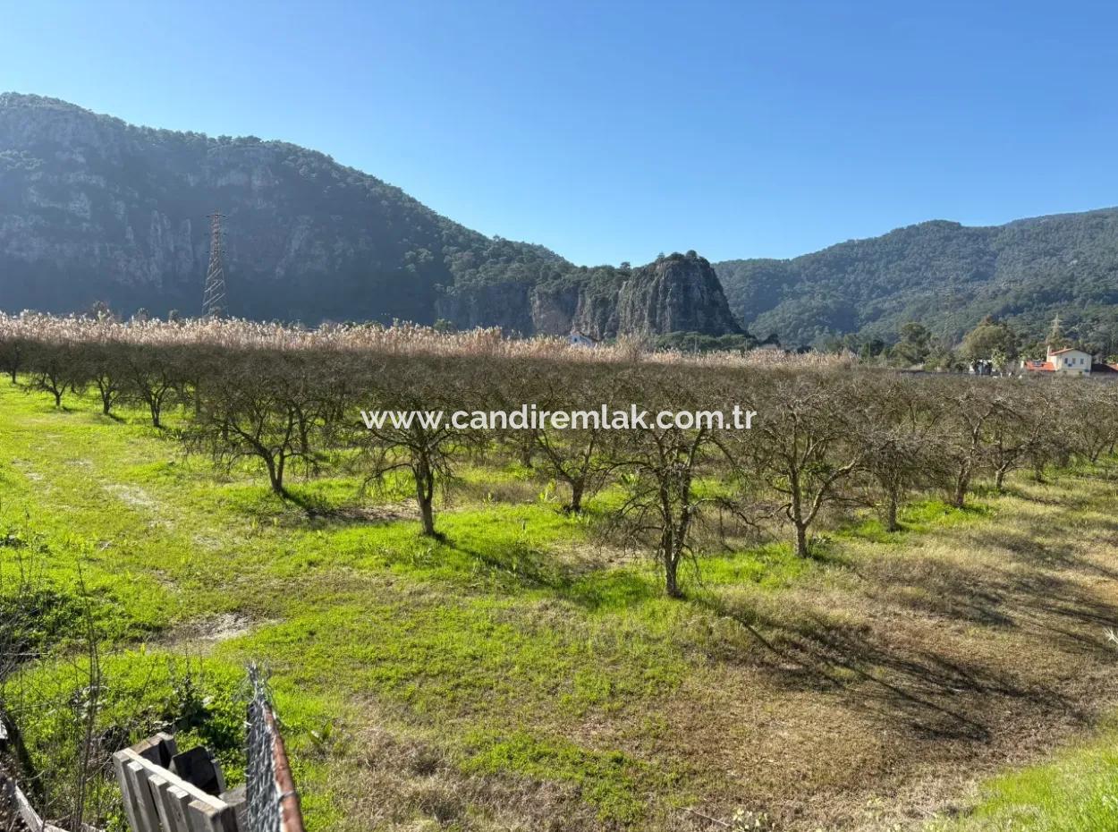 5985M2 5% Zoniertes Land Zum Verkauf In Dalyan Als Weinberggarten