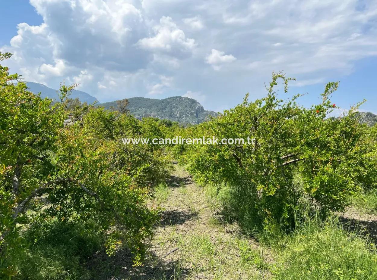 5.100 M2 Land Zum Verkauf In Der Gegend Von Dalyan Maraş Mit 5% Wohnzone