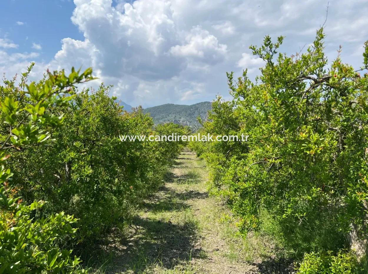 5.100 M2 Land Zum Verkauf In Der Gegend Von Dalyan Maraş Mit 5% Wohnzone