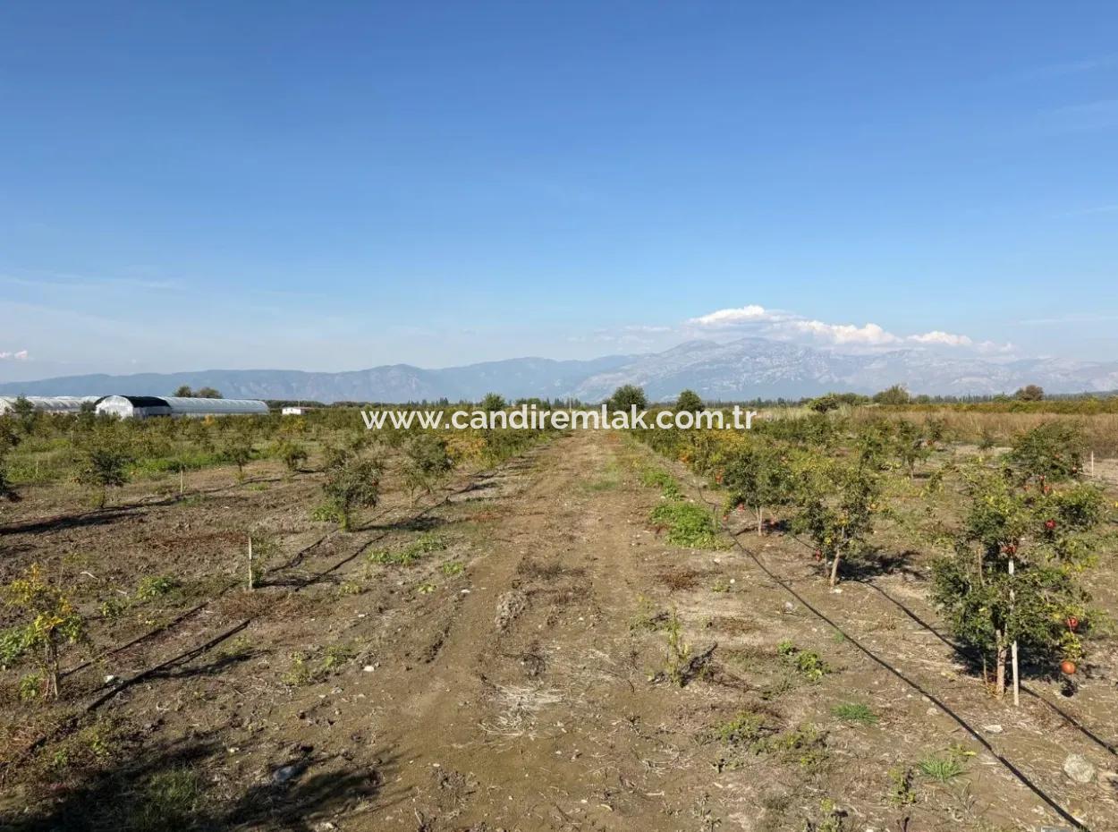 21500M2 Granatapfelgarten Zum Verkauf In Eskiköy