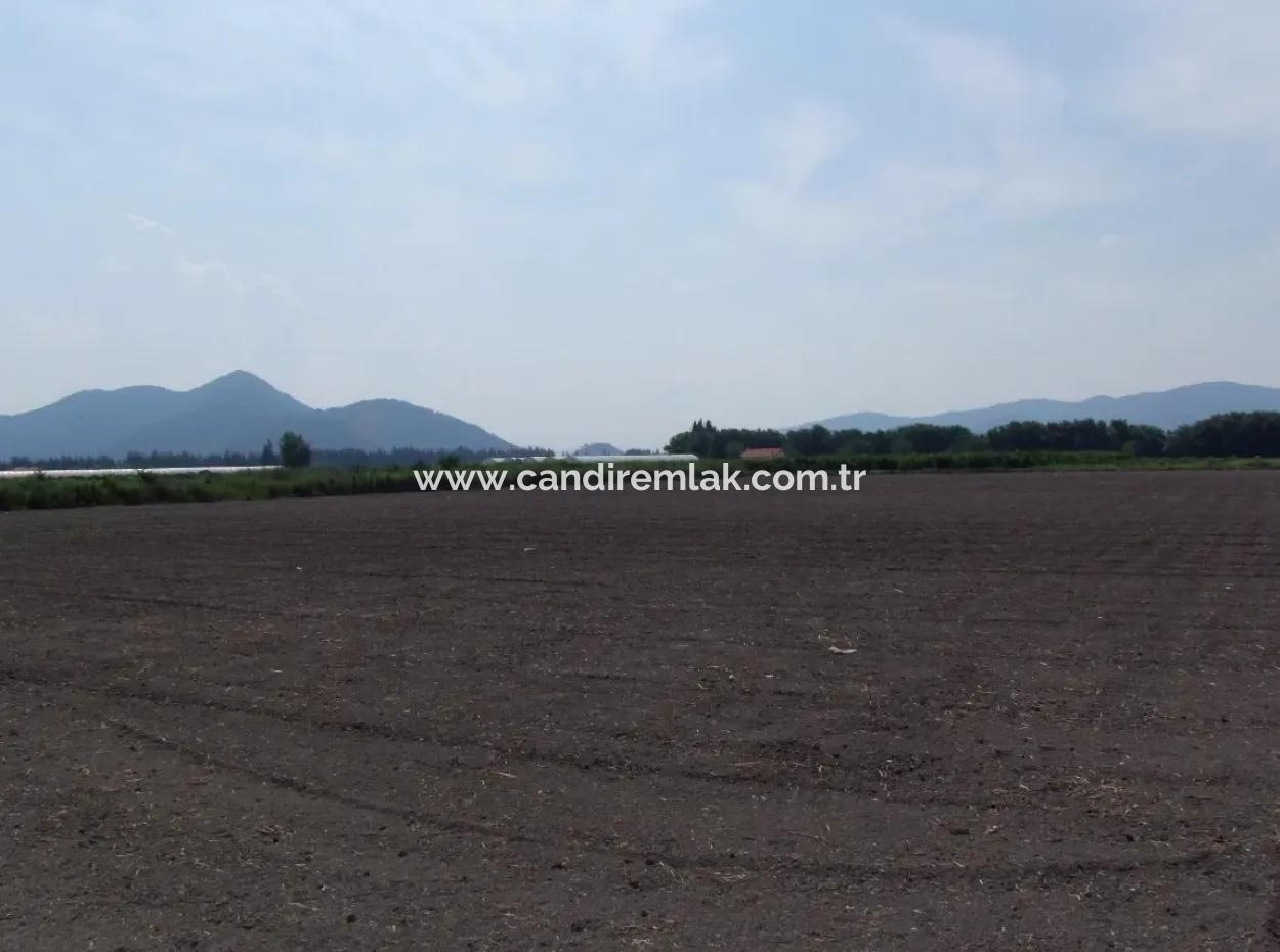 Bauernhof Zum Verkauf In Dalyan Eskikoy Eskikoy Oriya 14,900M2 Grundstück Zu Verkaufen Feld