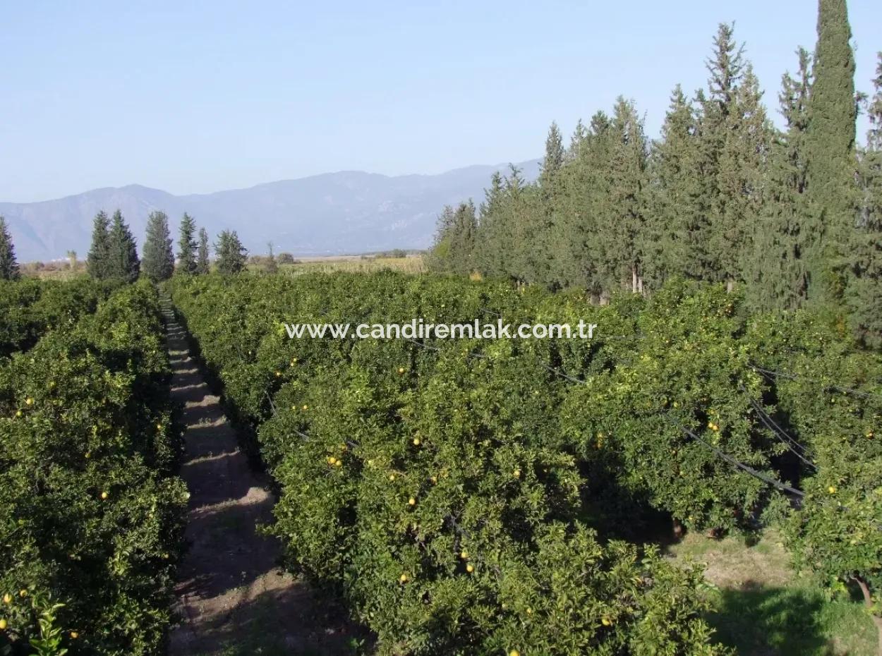 Garten Zum Verkauf In Oriya Tepearasi Zwischen Der Peak 65,000M2 Orange Garten Zum Verkauf