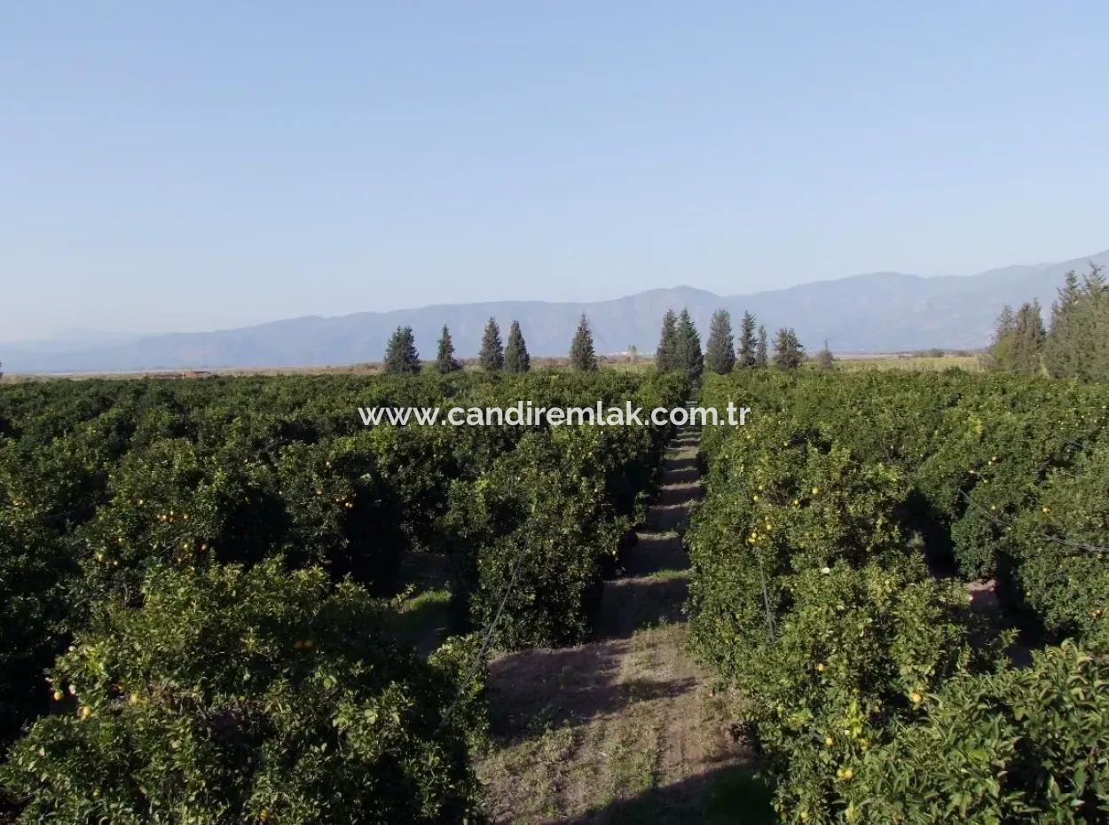Garten Zum Verkauf In Oriya Tepearasi Zwischen Der Peak 65,000M2 Orange Garten Zum Verkauf