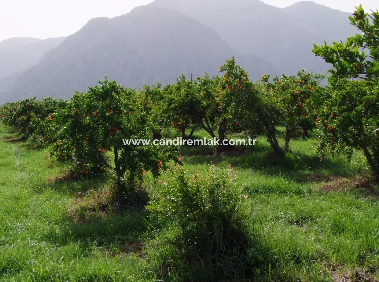 Merkez Dalyan Iztuzu See-Garten-Villa Zum Verkauf