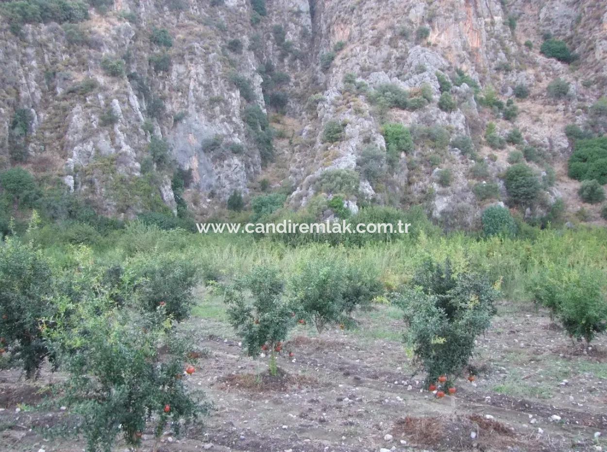 Grundstück Zum Verkauf Granatapfel Garten Zum Verkauf In Oriya Mergenli Mergenli