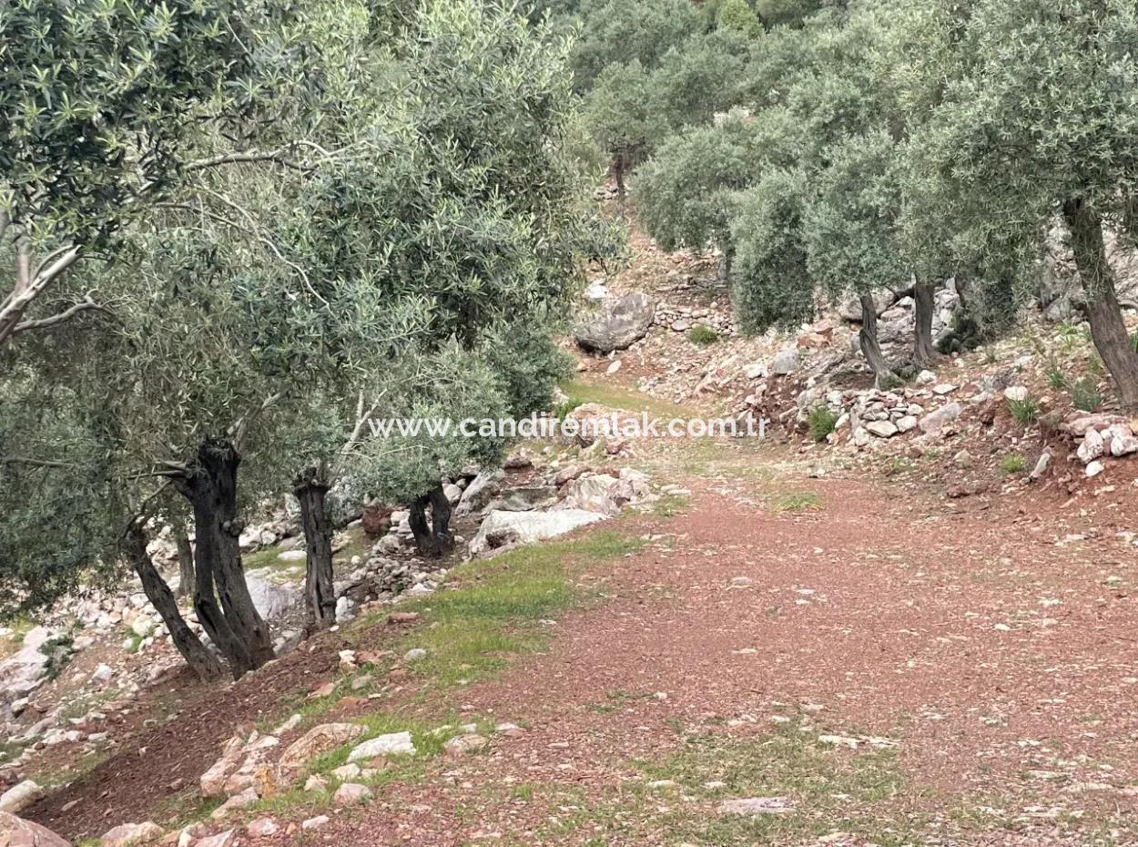 Olivenhaus Mit Meerblick In Ekincik Steht Zum Verkauf