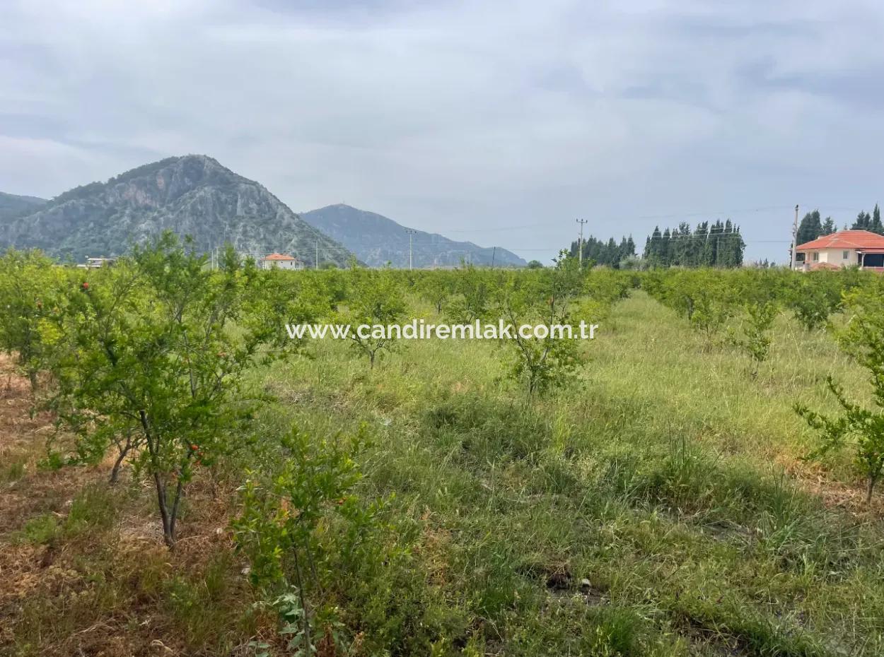 Feld Zu Verkaufen 6500M2 In Dalyan