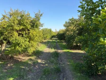 6150M2 Zitronen- Und Granatapfelgarten Zum Verkauf In Eskiköy