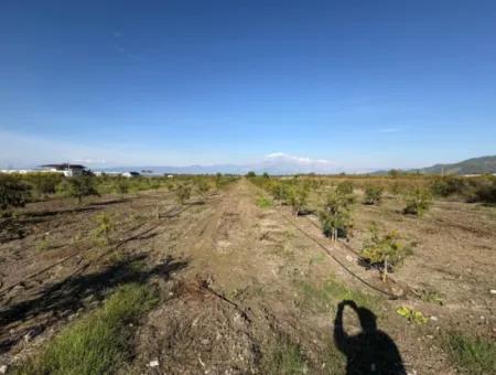 21500M2 Granatapfelgarten Zum Verkauf In Eskiköy