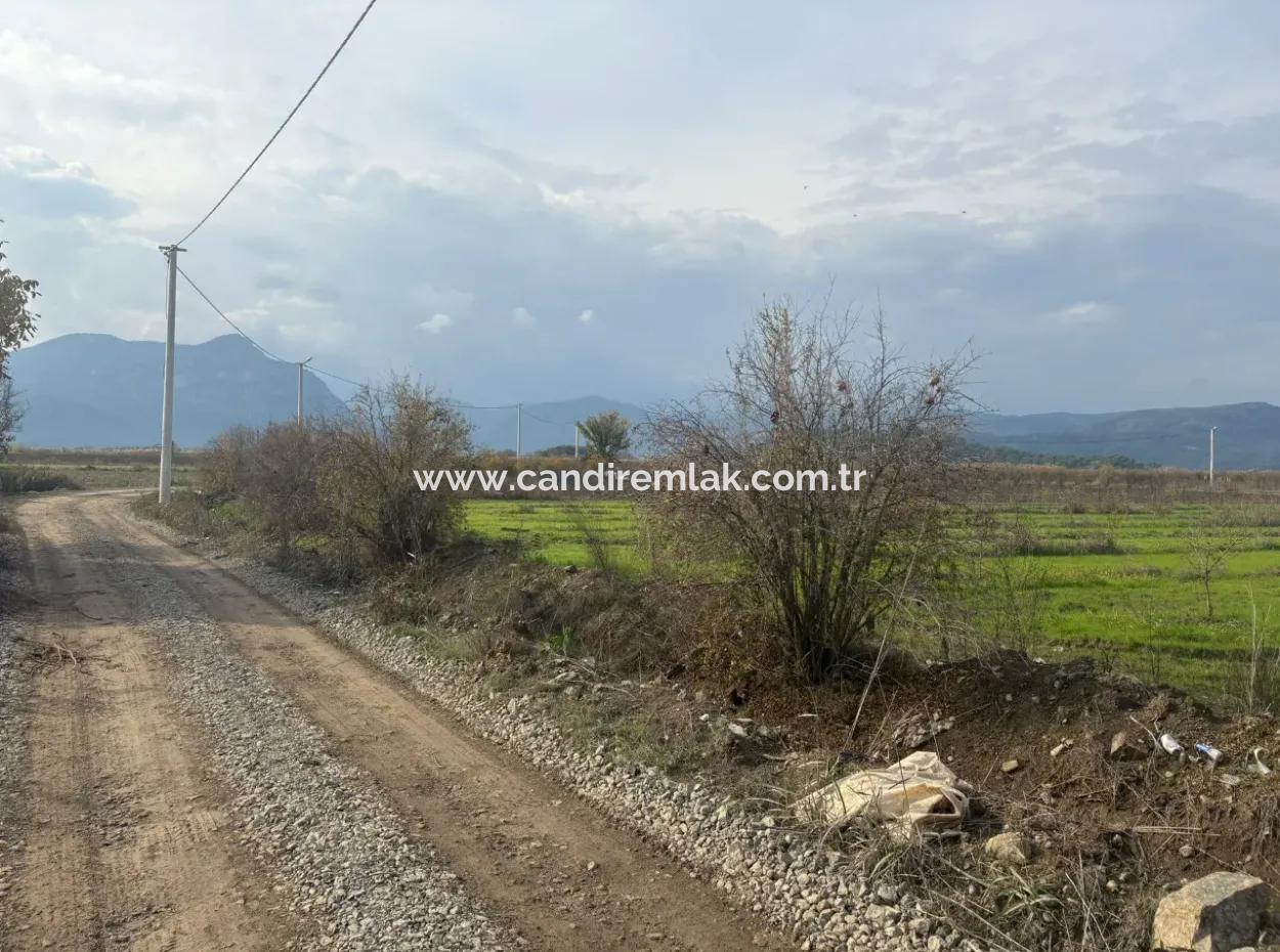 Single Title Deed 5617M2 Lemon Orchard For Sale In Tepearası