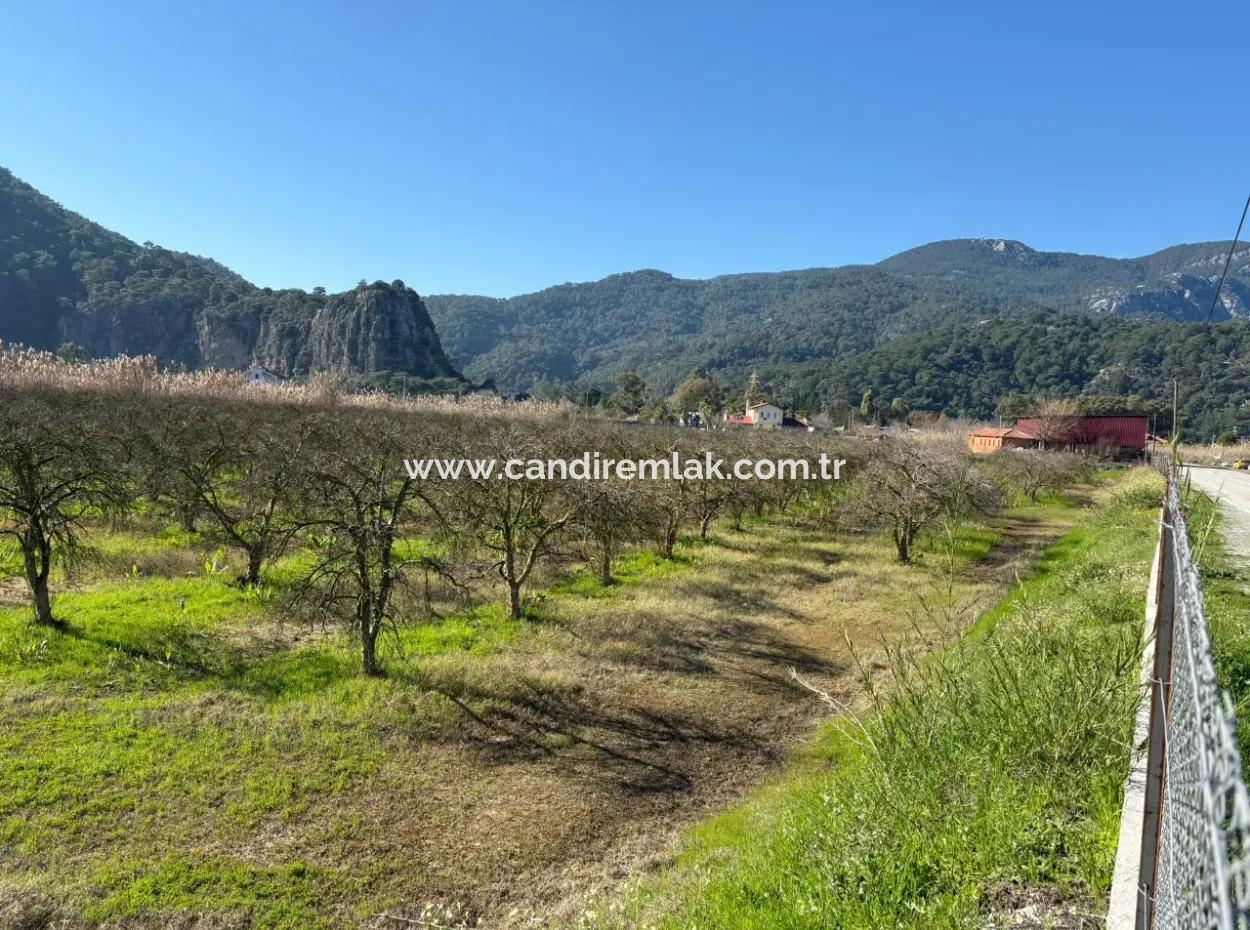 5985M2 5% Zoned Land For Sale In Dalyan As Vineyard Garden