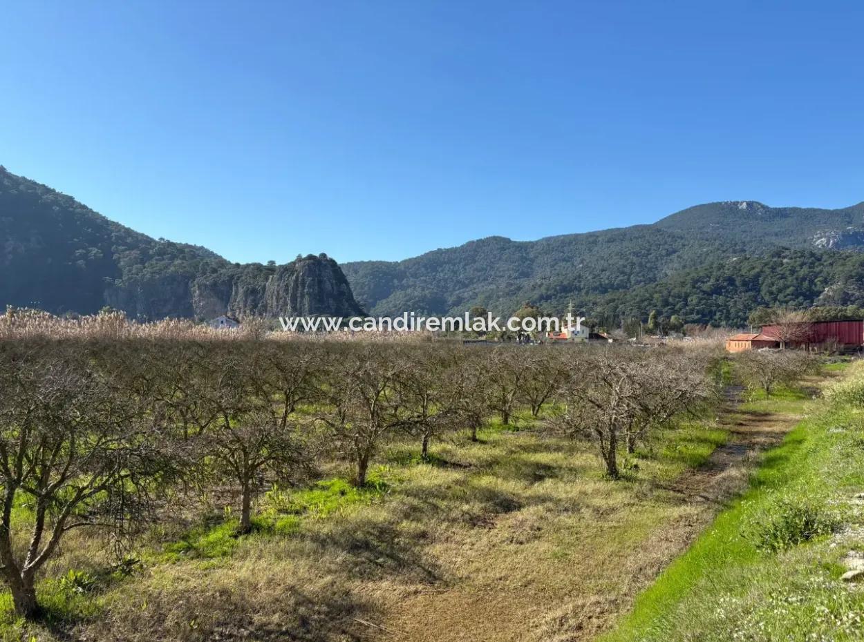 5985M2 5% Zoned Land For Sale In Dalyan As Vineyard Garden