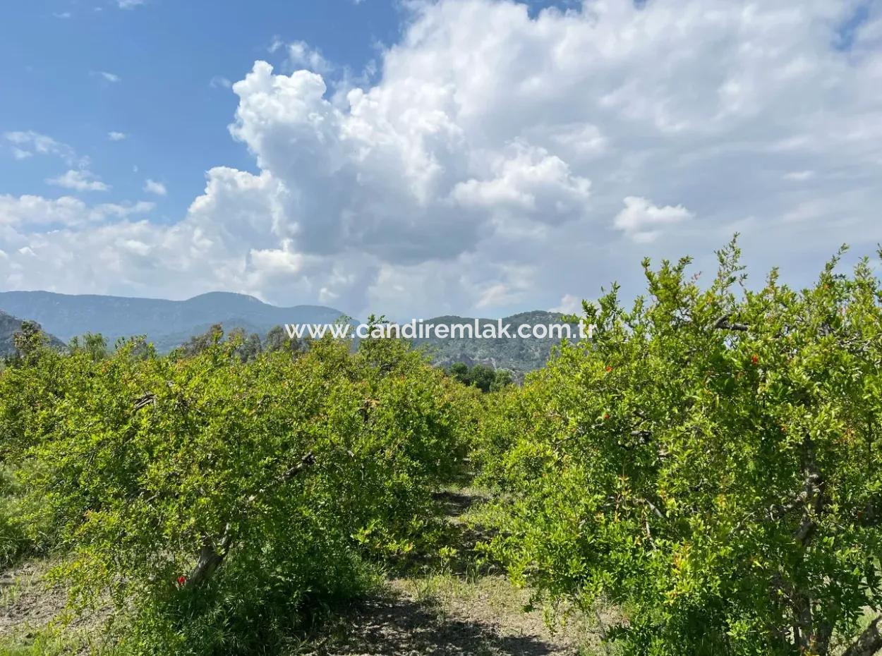 5,100M2 Land For Sale In Dalyan Maraş Area With 5% Residential Zoning