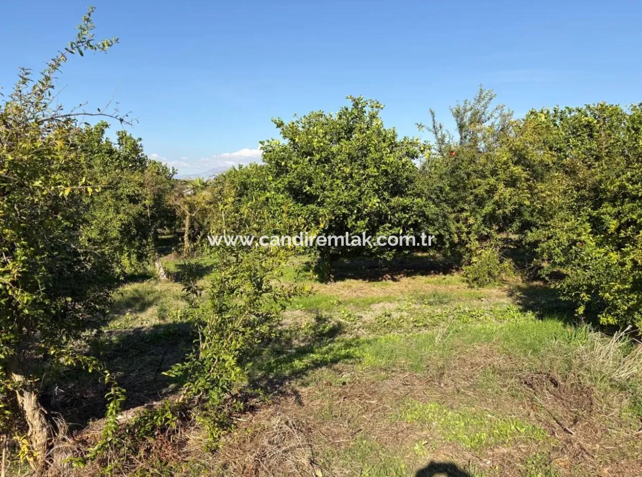 6150M2 Lemon And Pomegranate Garden For Sale In Eskiköy