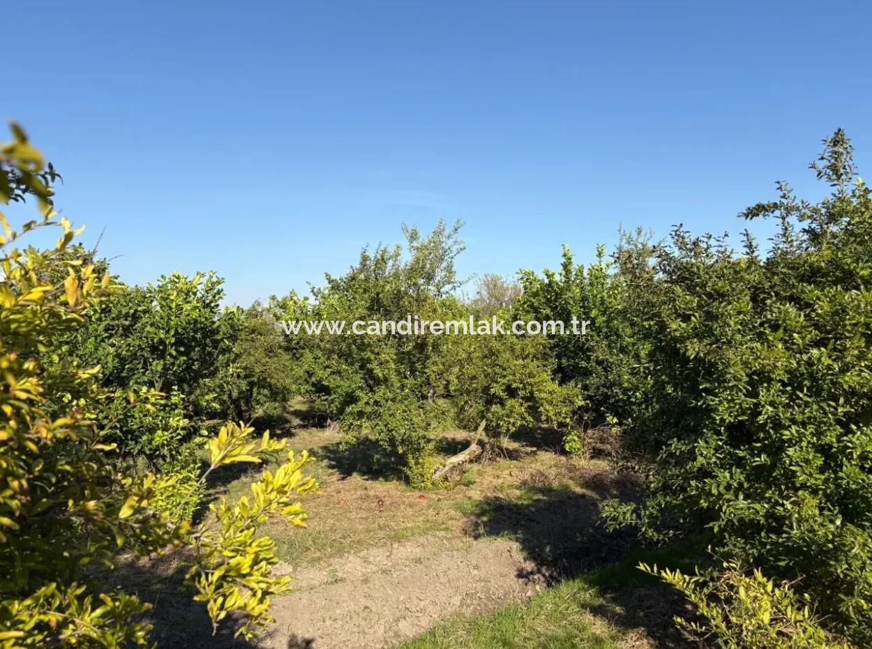 6150M2 Lemon And Pomegranate Garden For Sale In Eskiköy