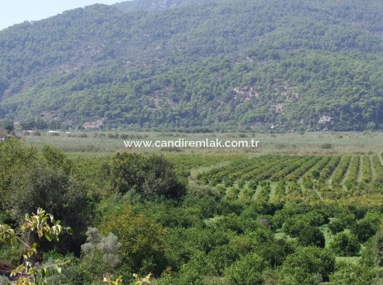 For Sale Farm For Sale In Dalyan 73410M2