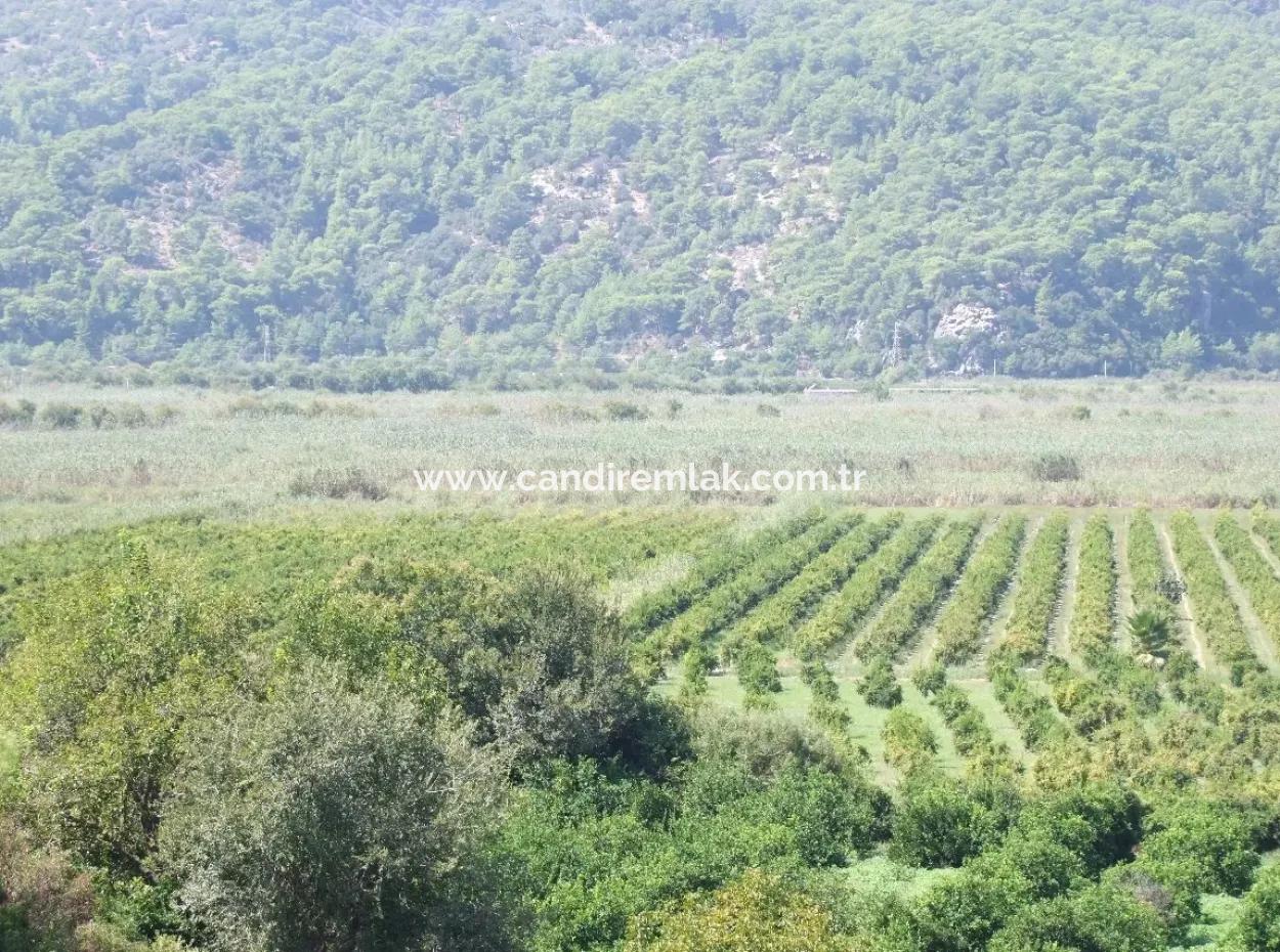 For Sale Farm For Sale In Dalyan 73410M2