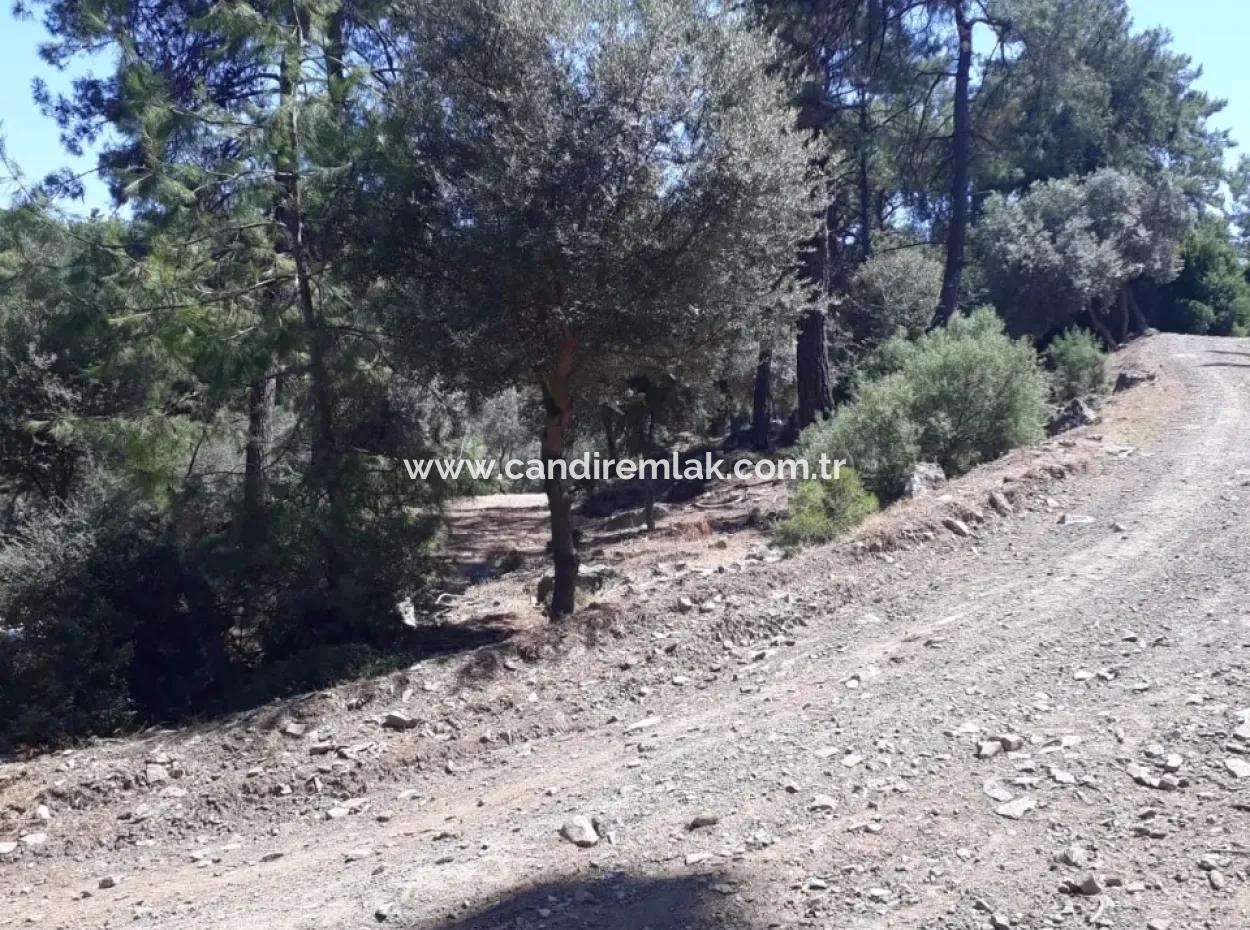 Dalyan Iztuzu In Dalyan For Sale For Sale In Candır 2367M2 2B