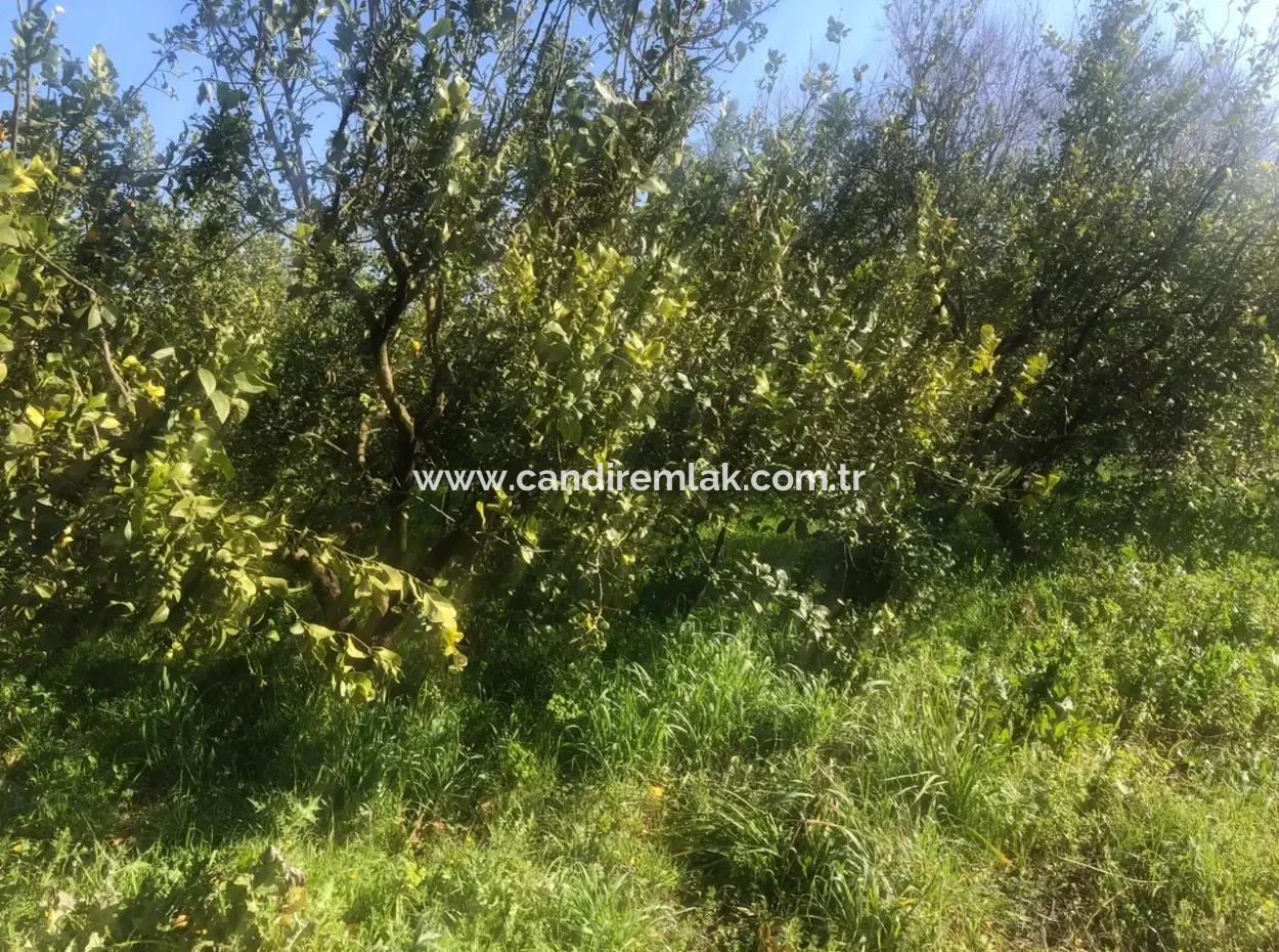 Raiders 803M2 Land For Sale In Plot For Sale