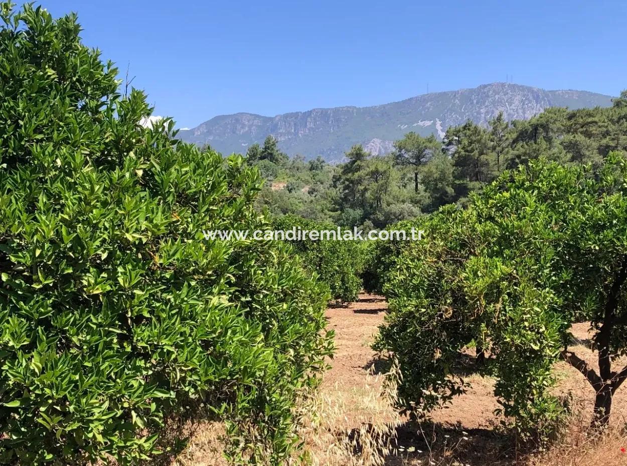 Garden For Sale In Gokce Akyaka, Near The Sea, A 38,000M2 Plot For Sale