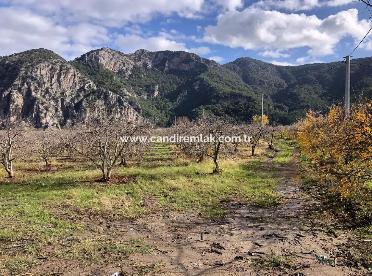 Land For Sale In Dalyan Istuzu Yollu On 24,000M2 Pomegranate Garden For Sale