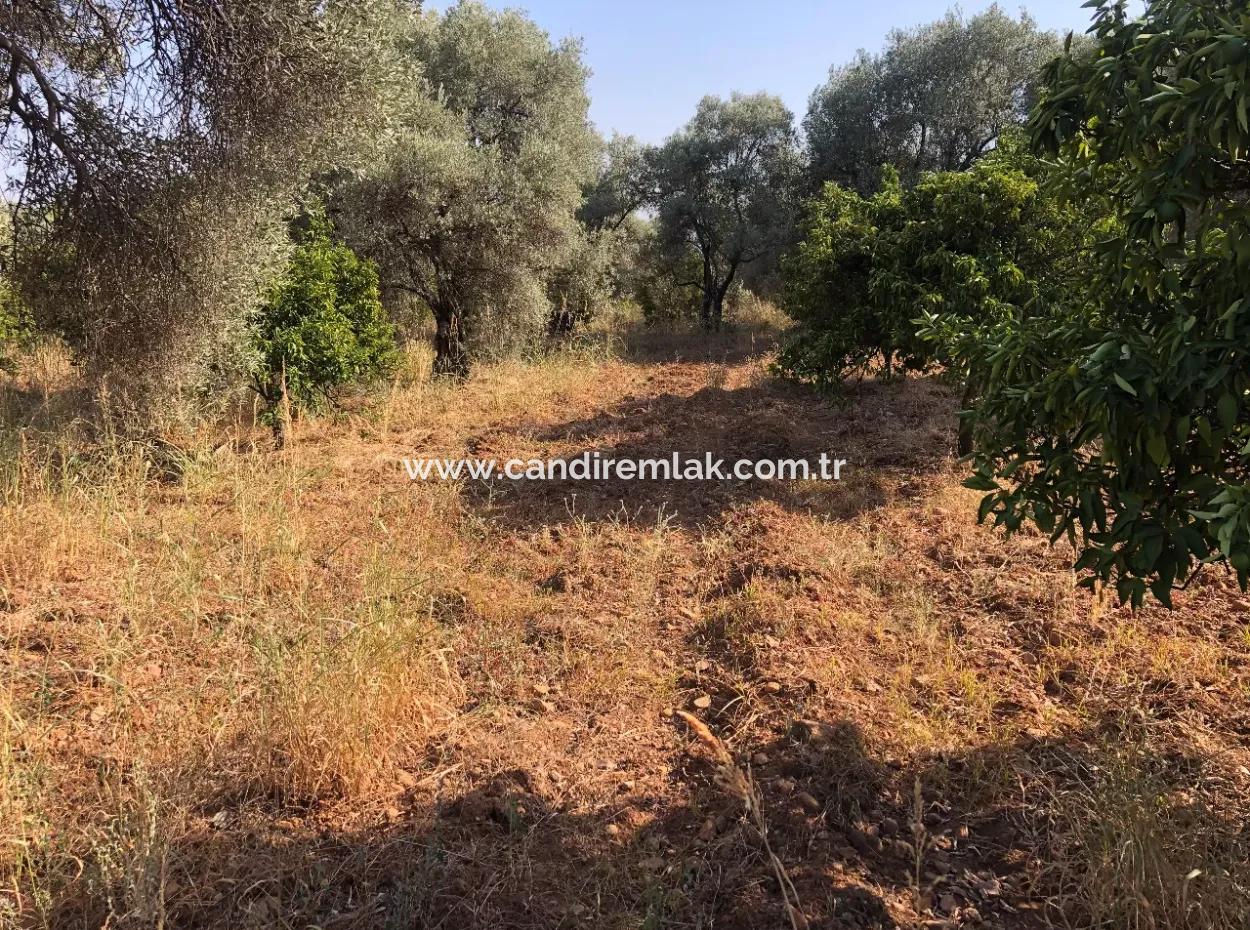 Land Field For Sale In Köyceğinz Yangi 9406M2 Land For Sale