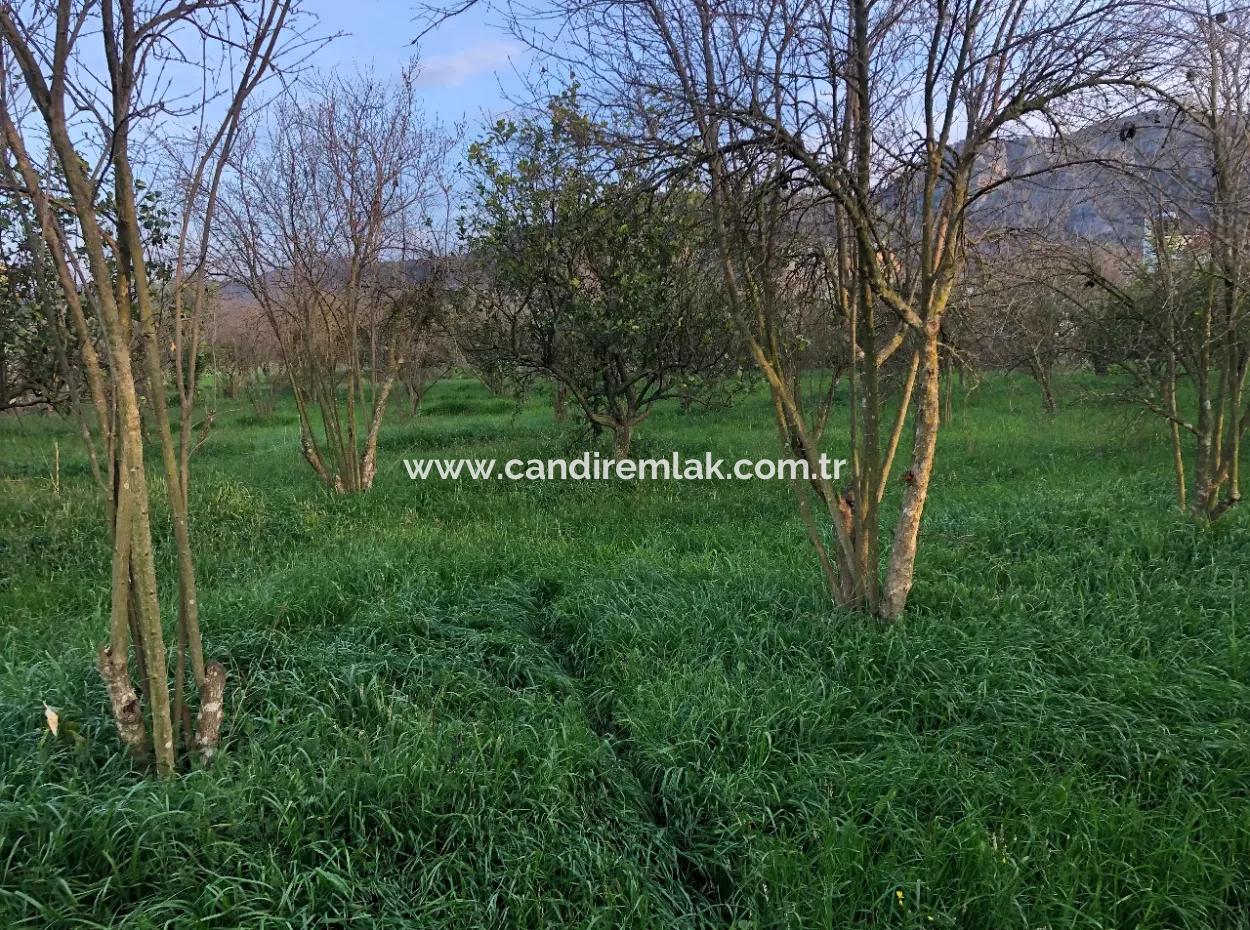In Okçular Land For Sale 4707M2 Land For Sale