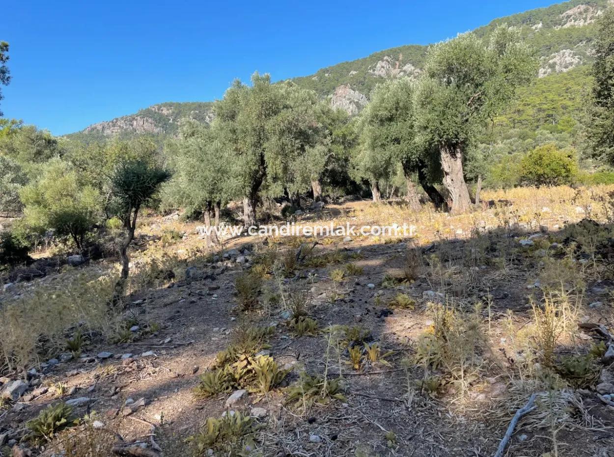 2620M2 Land Field For Sale With Sea View Of Çandir