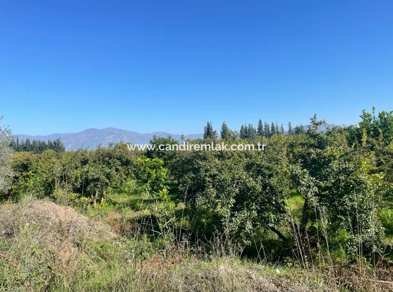 2223M2 Fields For Sale In Dalyan
