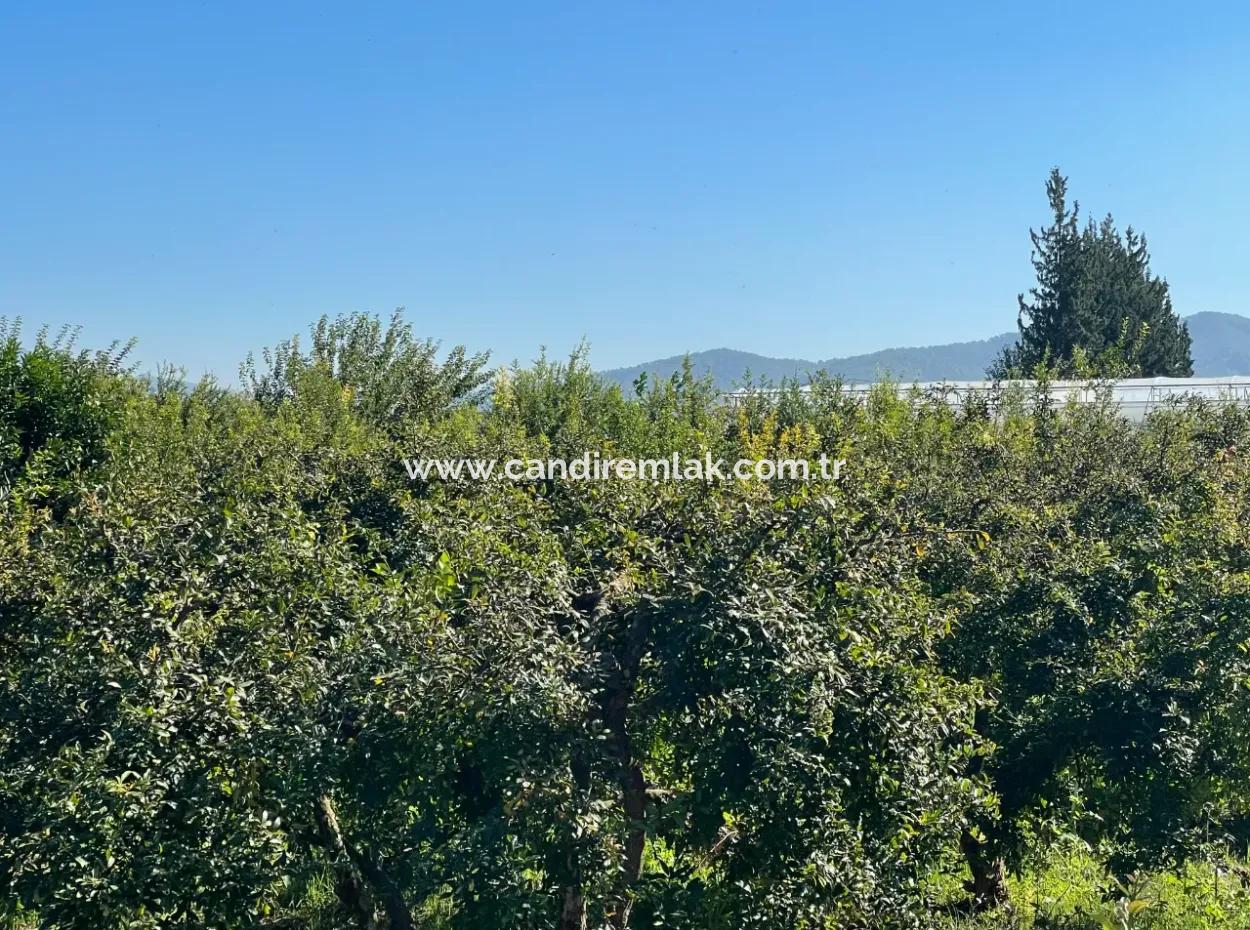 2223M2 Fields For Sale In Dalyan