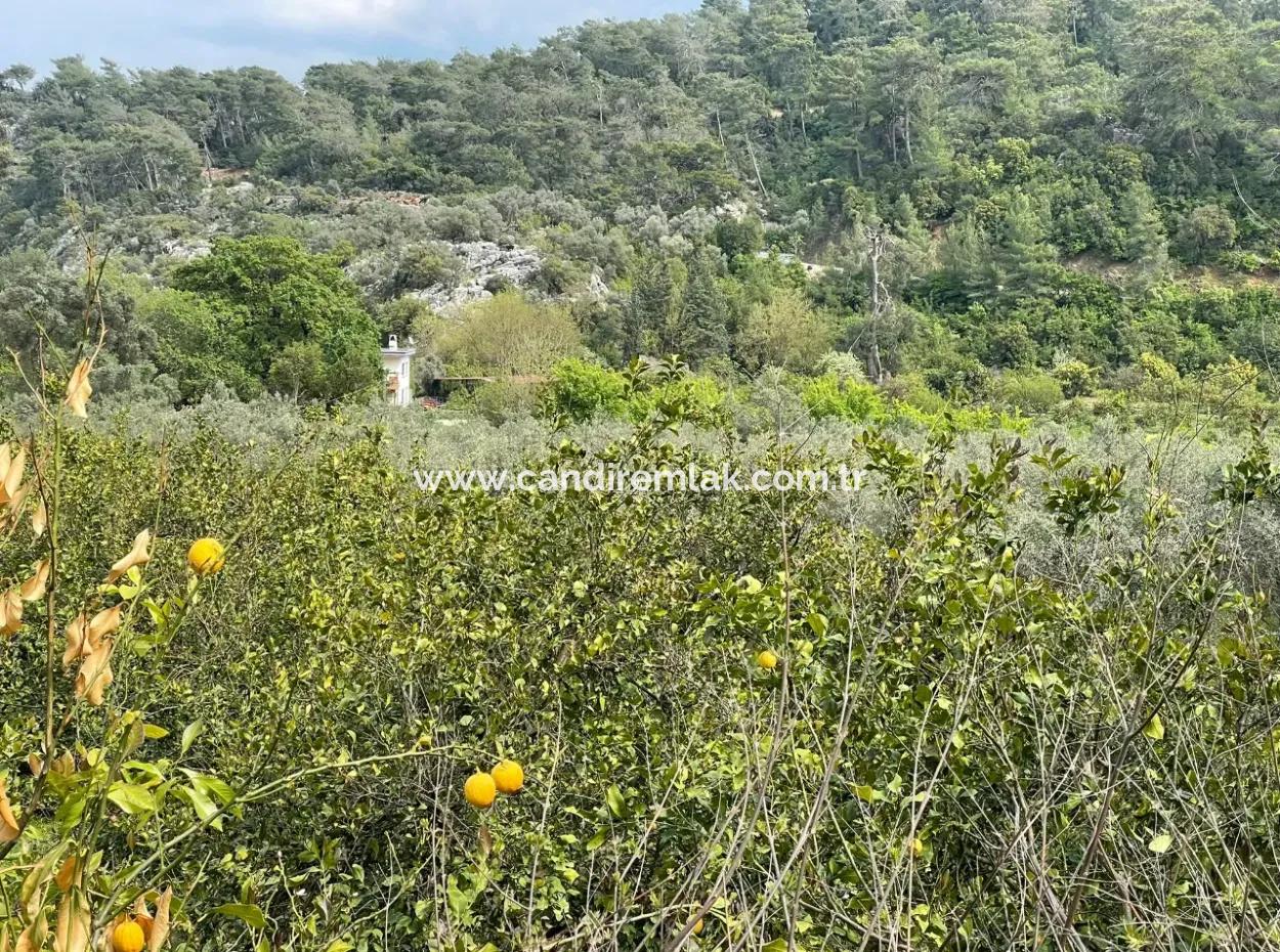 5000M2 Field For Sale At The Beginning Of The Road In Çandır