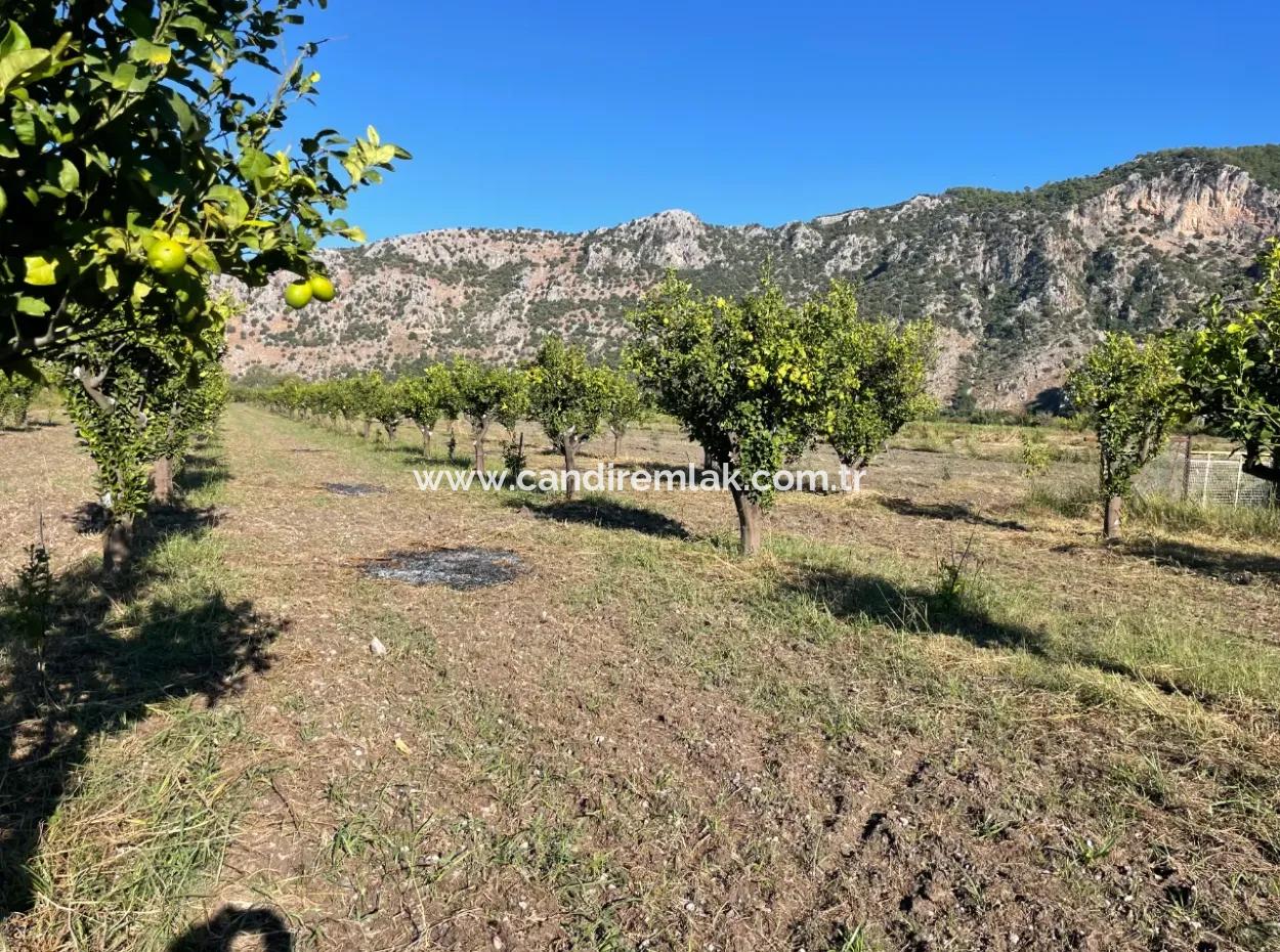 Land For Sale In Dalyan Close To The Center Of 6600M2