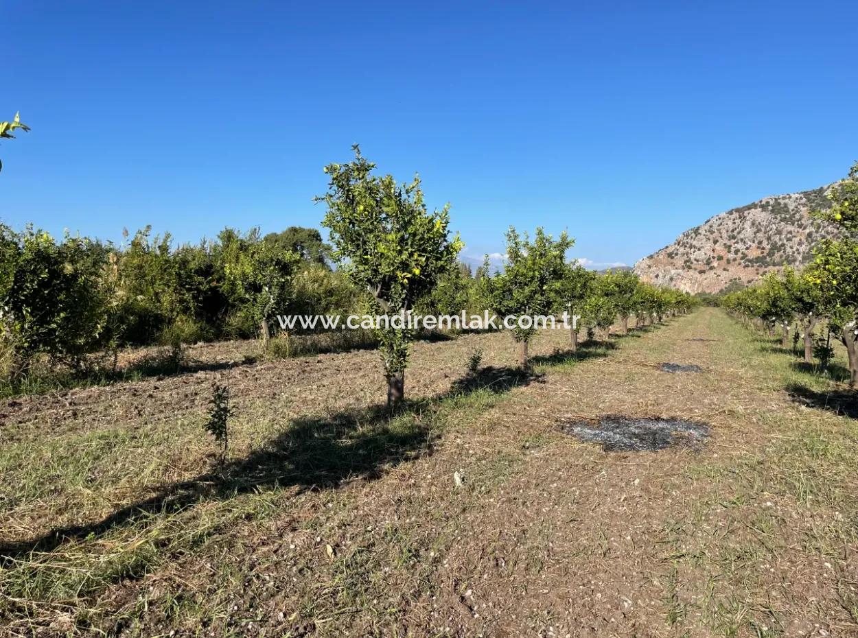 Land For Sale In Dalyan Close To The Center Of 6600M2