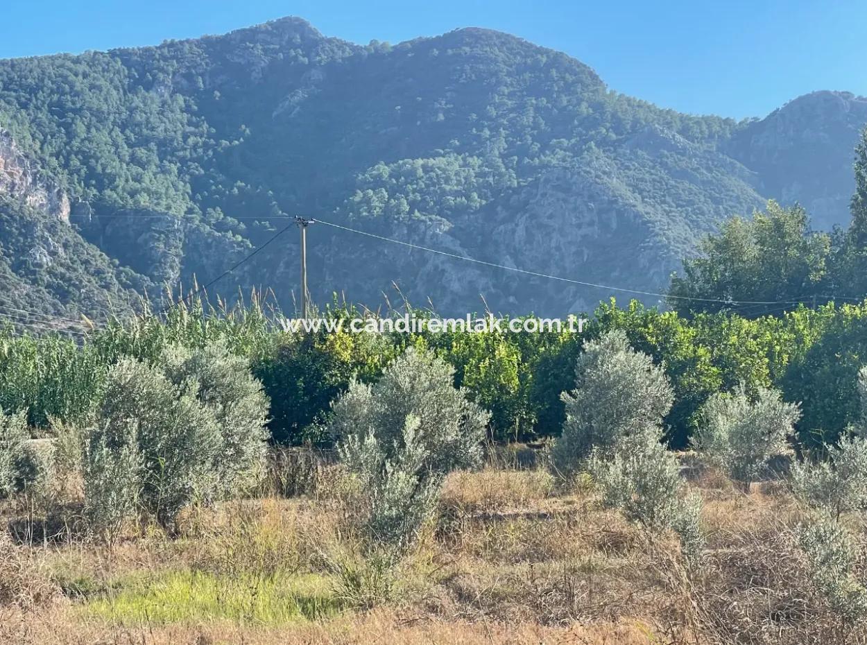 2D Lemon Orchard For Sale In Marmarli, Dalyan