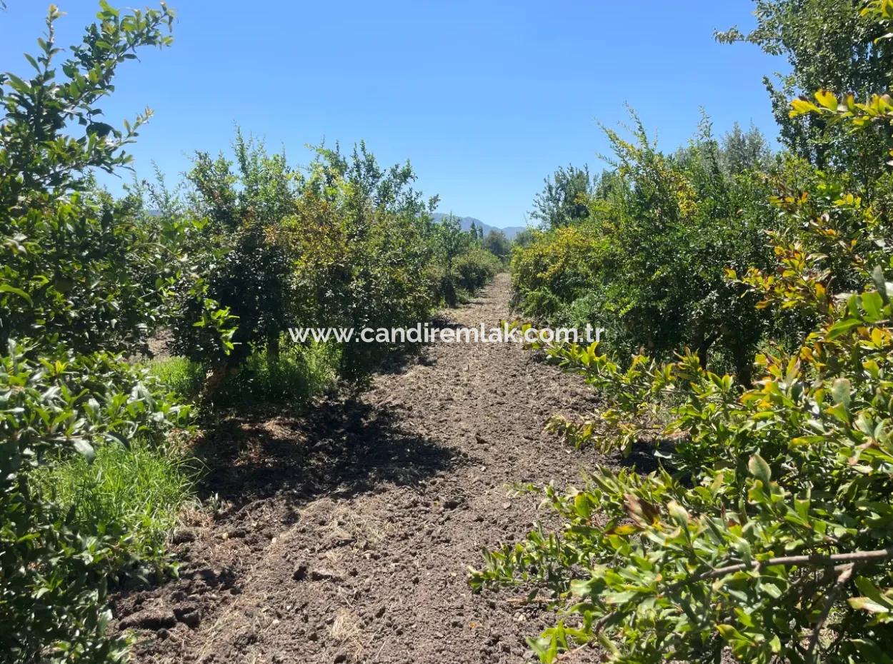 Road-New 6820M2 Pomegranate And Lemon Orchard Is For Sale In Tepearası