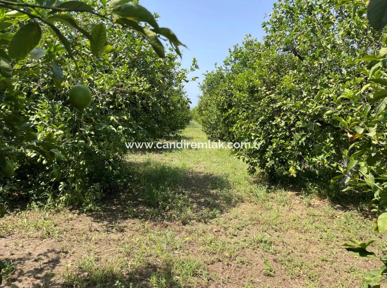 10.000M2 Land For Sale In The Village Built-Up Area In Okçular