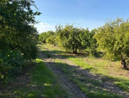 6150M2 Lemon And Pomegranate Garden For Sale In Eskiköy