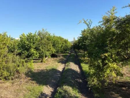 6150M2 Lemon And Pomegranate Garden For Sale In Eskiköy