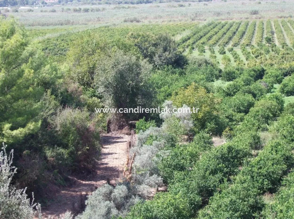 Dalyan Satılık Tarla Dalyan 73410M2 Satılık Tarla