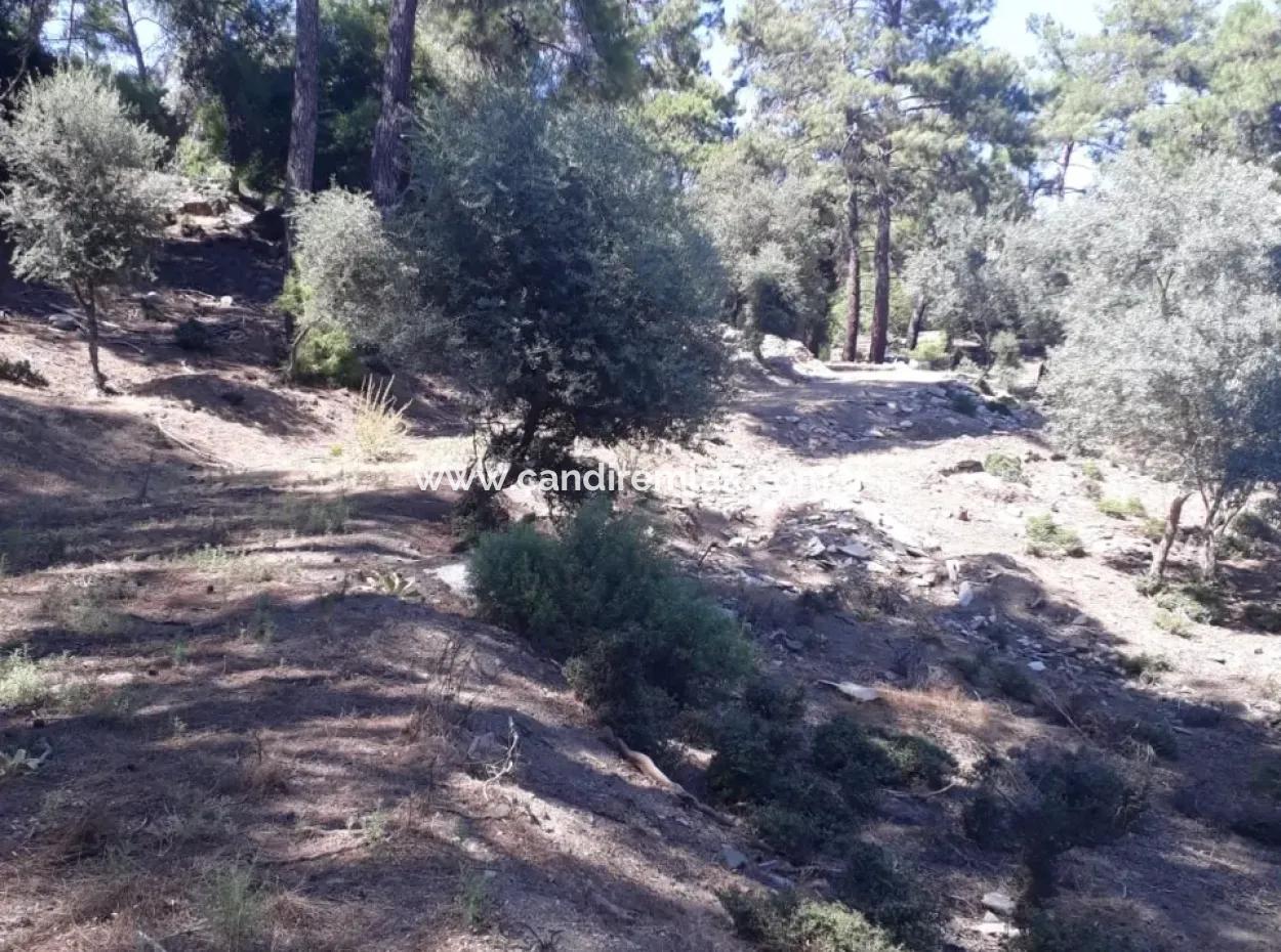 Çandır Satılık Arsa Çandır İztuzudaya Yakın 2367M2 Satılık 2B