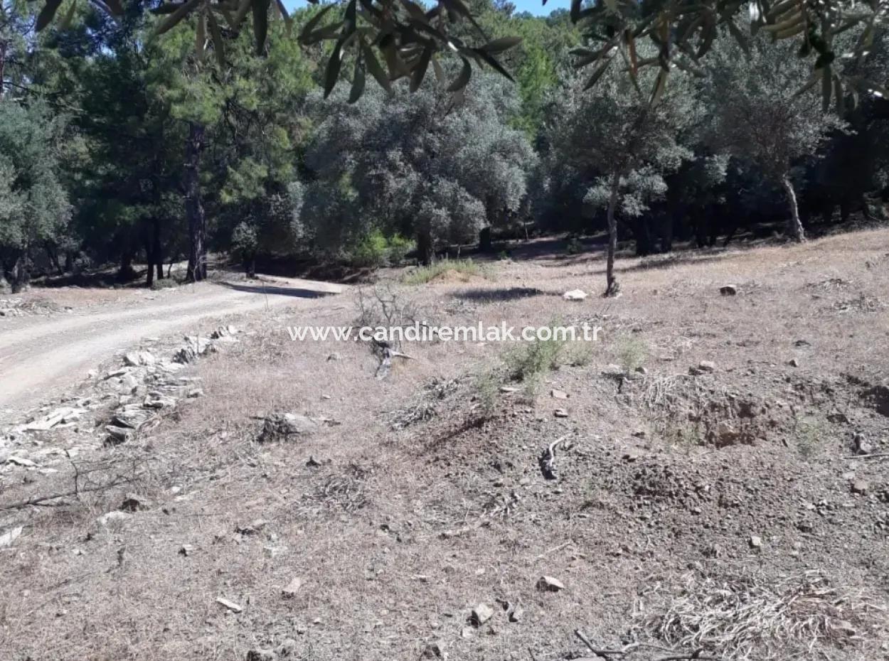 Çandır Satılık Arsa Çandır İztuzudaya Yakın 2367M2 Satılık 2B