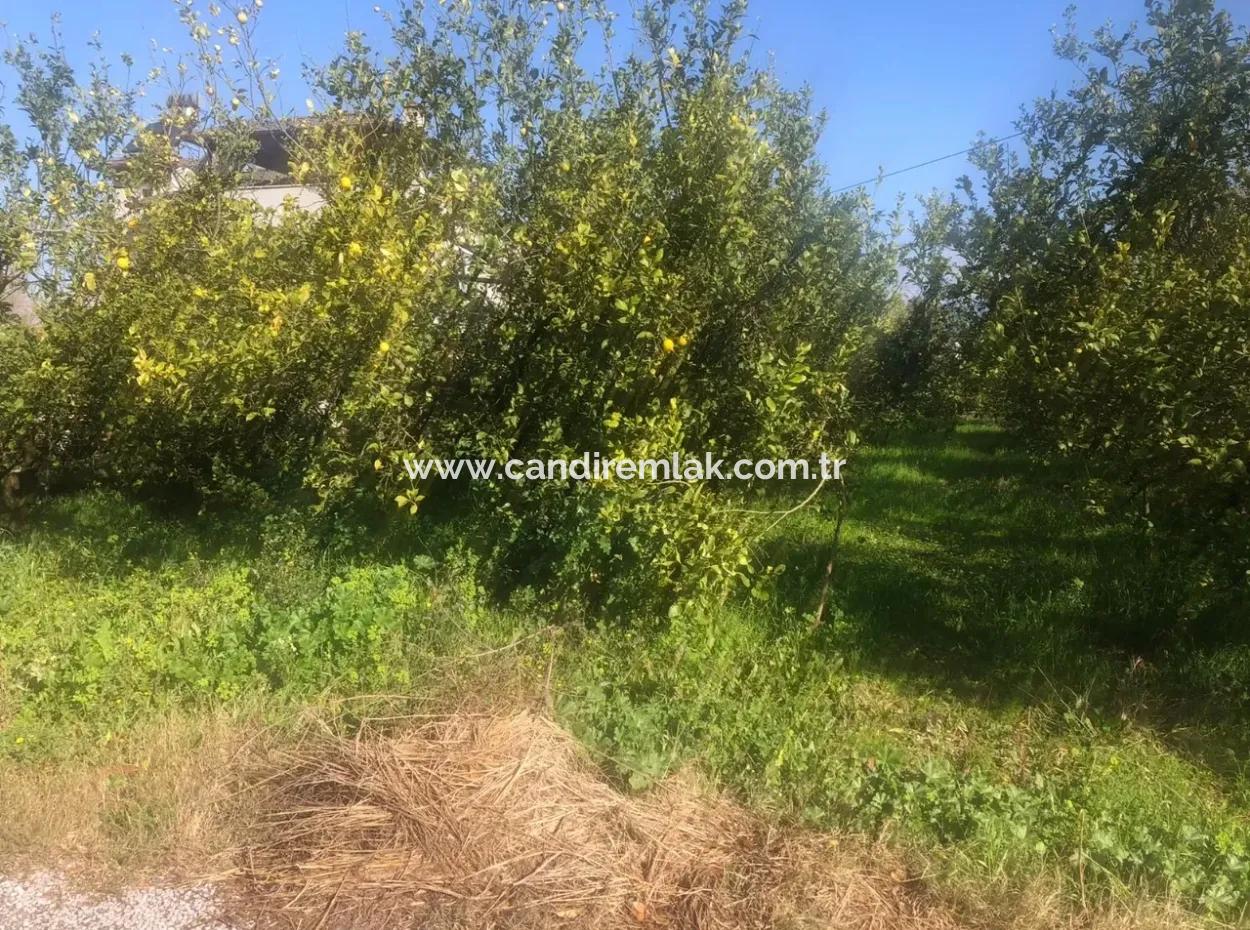 Akıncıda Satılık Arsa 803M2  İmarlı  Satılık Arsa