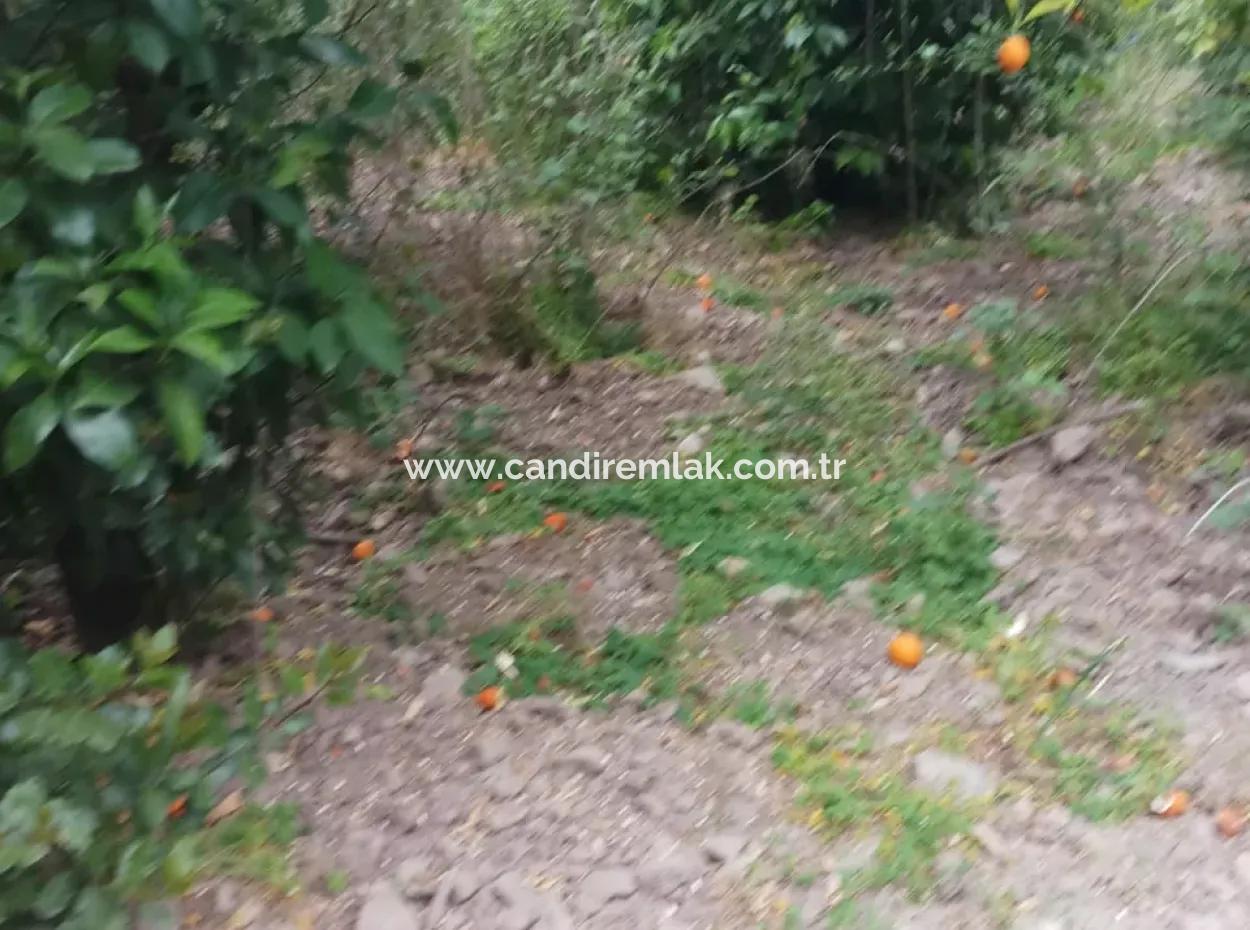 Çamlida  Satılık Arsa 11516M2 Satlık Bahçe