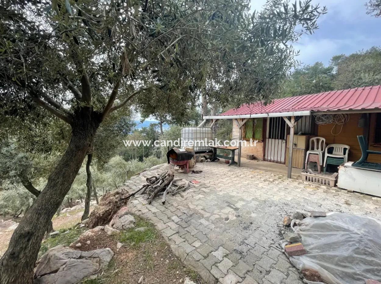 Ekincikde Deniz Manzaralı Zeytin Evi Satılıktır