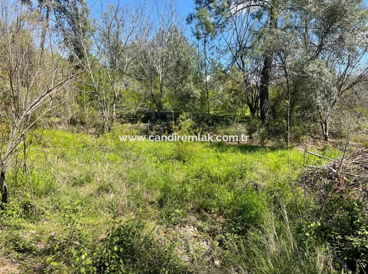 Zeytinalanın'da 5650M2 Tarla İçinde Satılık Köy Evi