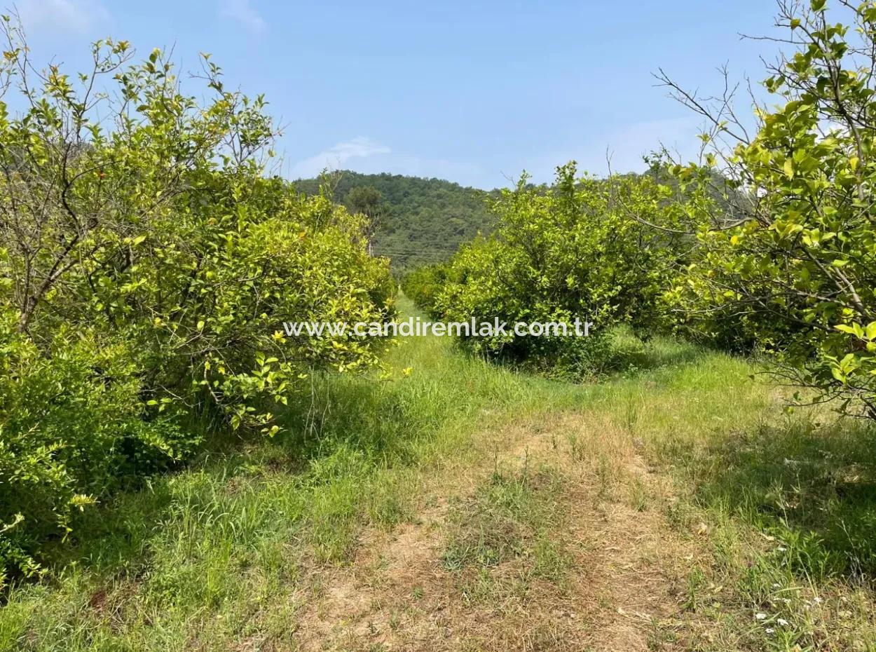 Gökbel'de İztuzu Plajı Yoluna Sıfır 7800M2 Satılık Arazi