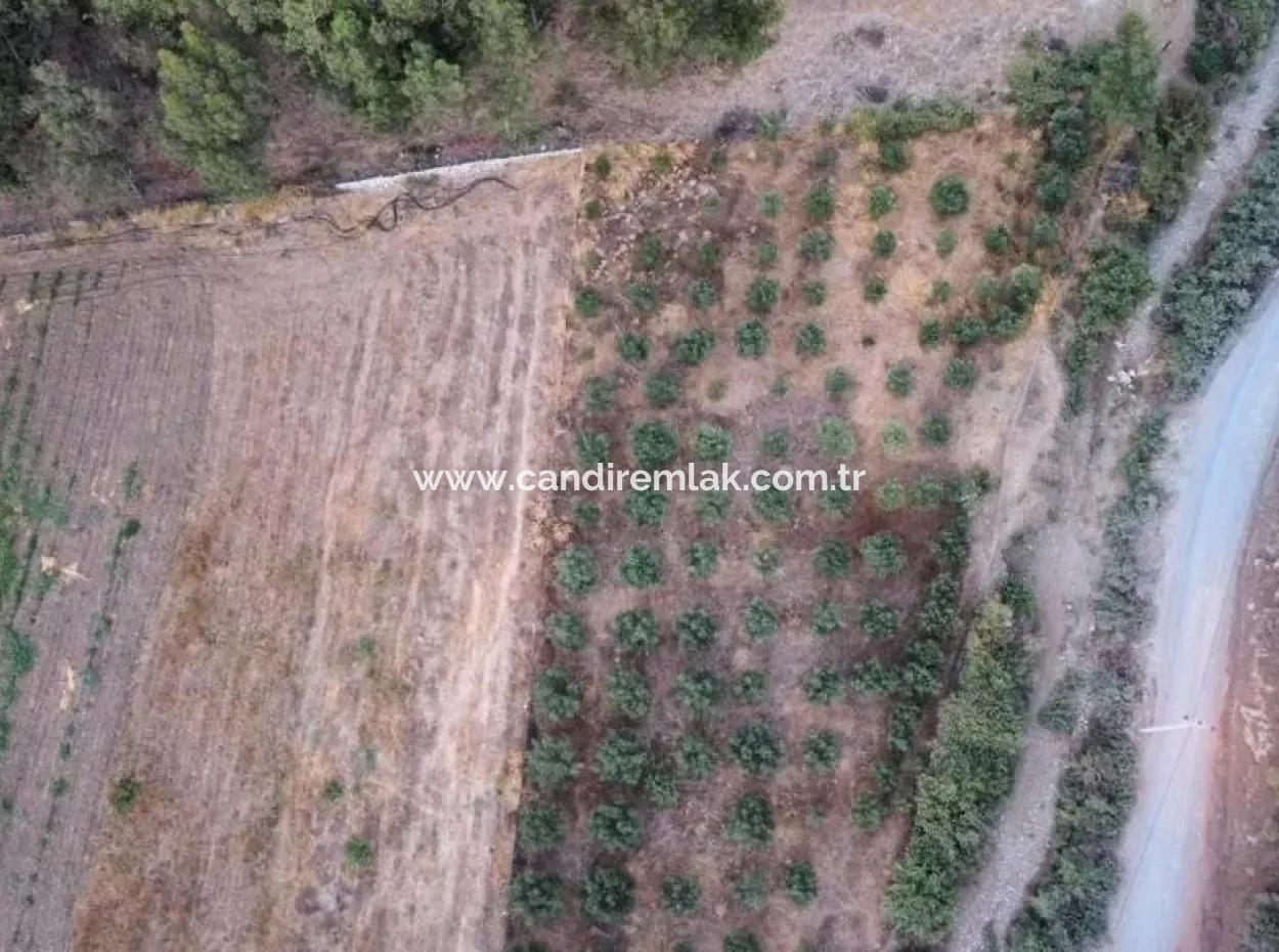 Mergenlide Aşı Koyu Yolu Üzerinde Satılık 3578M2 Tarla