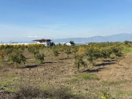 Eskiköy'de 21500M2 Satılık Nar Bahçesi