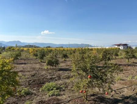 Eskiköy'de 21500M2 Satılık Nar Bahçesi